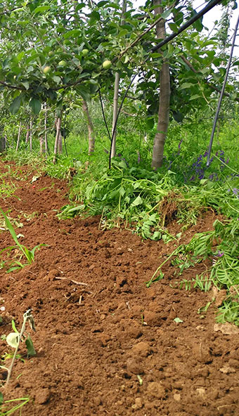 Orchard Weeding